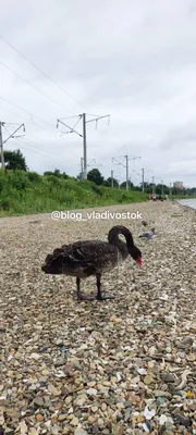 Приморский край в этом году стал местом настоящего паломничества уток -  PrimaMedia.ru