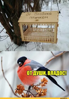 Утки-мандаринки вернулись в Солёную протоку в пригороде Владивостока –  Новости Владивостока на VL.ru