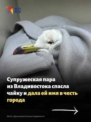 В пригороде Владивостока заметили экзотическую птицу - KP.RU