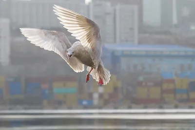 Одни из самых красивых уток на Земле прилетели во Владивосток - KP.RU