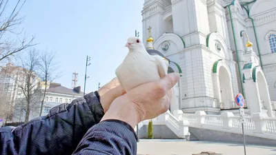 Вручите выпускать птицу в воздух на предпосылке 2016 неба Стоковое Фото -  изображение насчитывающей получите, свобода: 63687582