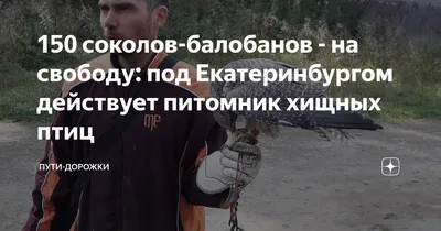 Нет незаконному промыслу хищных птиц! – ЛИВЕНЬ