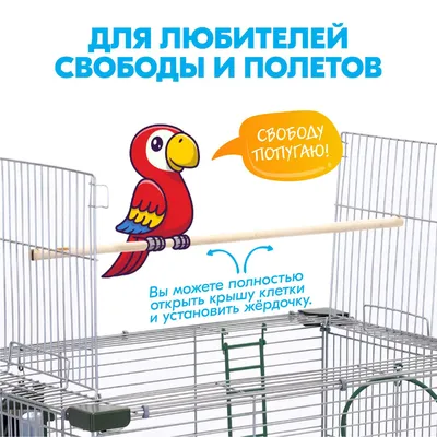 Удивительные истории из центра реабилитации диких птиц во Владимирской  области: цапля Капля нашла пару, а орлица Злата встала на крыло | ГТРК  \"Владимир\" | Дзен