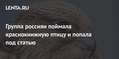 Спасённый кудрявый пеликан выпущен на свободу! – Астраханский биосферный  заповедник