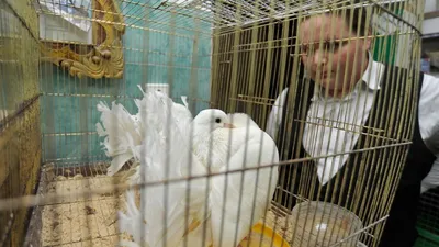 Белые птицы за черный нал. Для утех ближневосточных шейхов на Камчатке  уничтожают уникальную популяцию диких кречетов — Новая газета