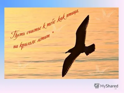 Летите, голуби, летите... — Новые Известия - новости России и мира сегодня