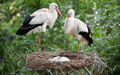картинки : птица, крыло, Дикая природа, Фауна, Птицы, Животные,  Позвоночный, Ibis, Белый аист, Белые аисты, Аисты, Погремушка аиста,  Адебар, Большой клюв, Ciconia Ciconia, Mountain Husen, Stork Village,  Ciconiiformes 4021x3330 - - 963633 - красивые ...