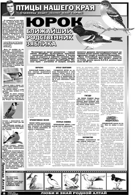 Певчие птицы Алтайского края | Президентская библиотека имени Б.Н. Ельцина
