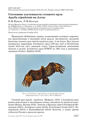 Исследовательский проект «Птицы Алтайского края» (4 фото). Воспитателям  детских садов, школьным учителям и педагогам - Маам.ру