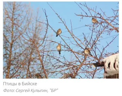 Жители Алтайского края спасли краснокнижного филина | 25.11.2023 | Бийск -  БезФормата
