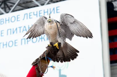 Занесло ураганом. На Алтае находят в полях «заблудившихся» розовых фламинго  | ОБЩЕСТВО | АиФ Барнаул