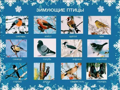 Какие птицы пользуются кормушками? - YouTube