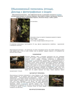 Умная кормушка для птиц Bird Buddy раскрыла пользователю, что птицы живут в  суровом мире / Хабр