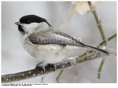 Буроголовая гаичка (пухляк) (Parus montanus) — Фото №1347280