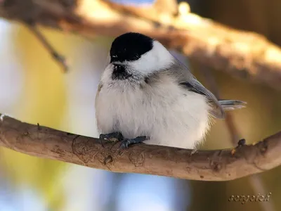 Буроголовая гаичка (Parus montanus). Птицы Европейской России.