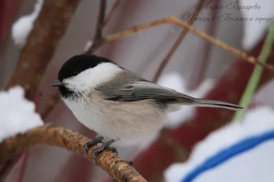 Буроголовая гаичка (Parus montanus). Птицы Европейской России.