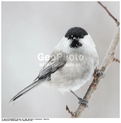 Буроголовая гаичка (Poecile montanus) в снегу — Фото №1446978