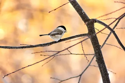 Буроголовая гаичка (пухляк) Parus montanus Willow Tit