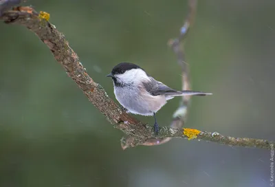 Буроголовая гаичка (Parus montanus). Птицы Европейской России.
