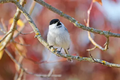 Фотокаталог птиц: Буроголовая гаичка (Poecile montanus)