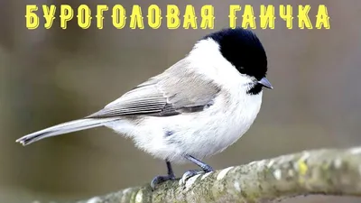 Гаичка буроголовая (Пухляк) - Poecile montanus