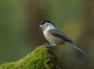 Буроголовая гаичка,или пухляк. | Willow tit - Parus montanus… | Flickr