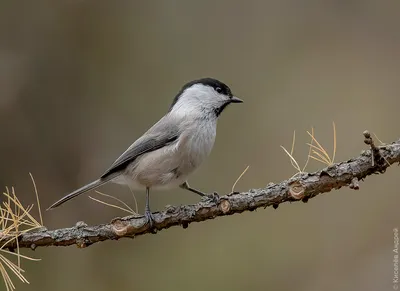 Буроголовая гаичка (Parus montanus). Птицы Казахстана.