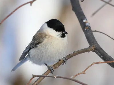 Пухляк (Parus montanus). Птицы Сибири.