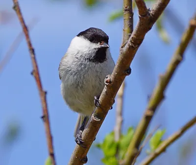 Буроголовая гаичка (Parus montanus). Птицы Европейской России.