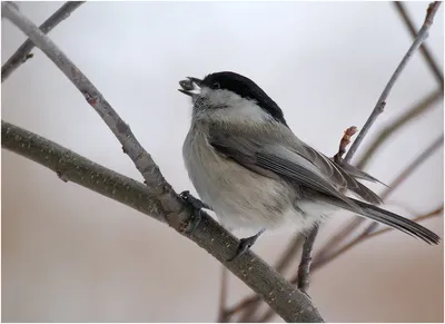 городские птицы | Wild Nature Photo