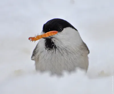 Черноголовая гаичка (Parus palustris). Птицы Дальнего Востока России.