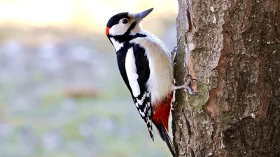 Фотокаталог птиц: Средний пёстрый дятел (Dendrocopos medius)