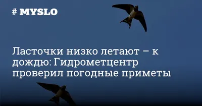 Ласточки низко летают – к дождю: Гидрометцентр проверил погодные приметы -  Новости Тулы и области - MySlo.ru