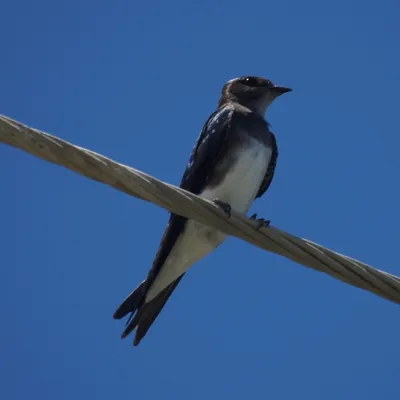 ЛАСТОЧКИ (Hirundinidae)