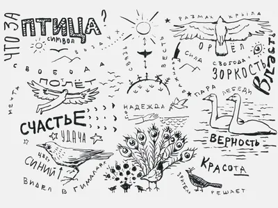 Знак и смысл: птицы / Skillbox Media