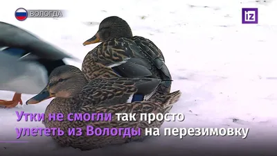 Знак и смысл: птицы / Skillbox Media