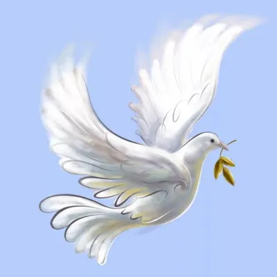 Белый голубь на прозрачном фоне - Png (пнг) картинки и иконки без фона