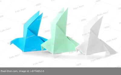 Foto Stock Птица мокрая на белом фоне | Adobe Stock
