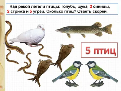 Картинка птицы голубь щука 2 синицы 2 стрижа 5 угрей фото