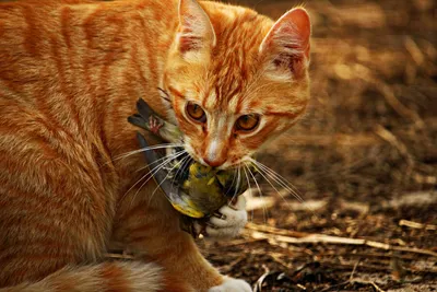 Сова :: meowl :: котосова :: птицы :: кот :: фотошоп / смешные картинки и  другие приколы: комиксы, гиф анимация, видео, лучший интеллектуальный юмор.