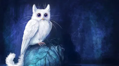 Птица, но кот | Кот, Птицы