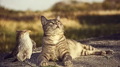 кот птицы стоковое фото. изображение насчитывающей крыло - 2329428
