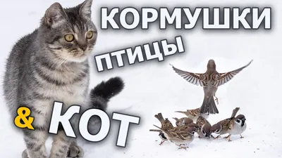 Невыспавшийся кот (48 фото) | Домашние птицы, Милые котики, Красивые кошки