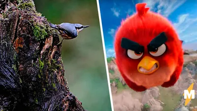 Angry Birds в кино картинка Бомба - Angry Birds в кино - YouLoveIt.ru
