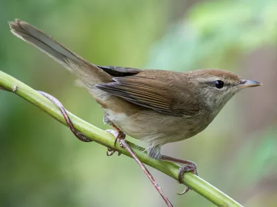 Новые фото Садовой Камышовки (Acrocephalus dumetorum) « Fotoparus