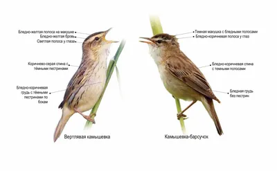 Садовая камышовка | Животный мир и природа Красноярского края