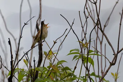 Короткокрылая камышевка - eBird
