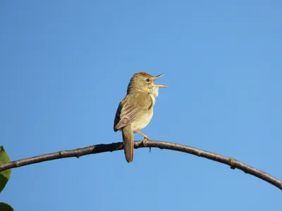Садовая камышевка (Acrocephalus dumetorum) | Пикабу