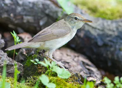 Болотная камышевка Acrocephalus palustris Marsh Warbler