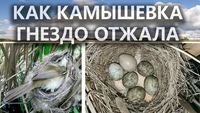 Белорусских птенцов вертлявой камышевки успешно выпустили в дикую природу в  Литве | United Nations Development Programme